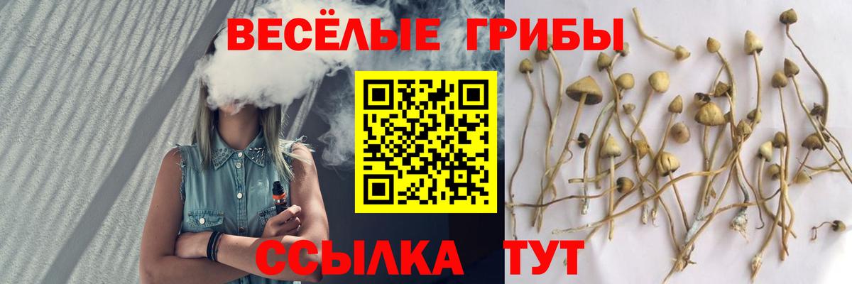 Псилоцибиновые грибы Psilocybe Грозный